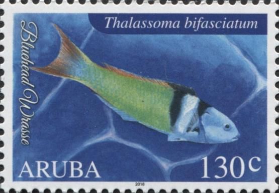 Bluehead Wrasse (Thalassoma bifasciatum)