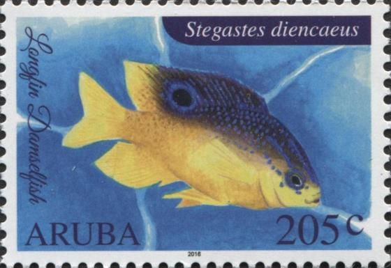 Longfin Damselfish (Stegastes diencaeus)