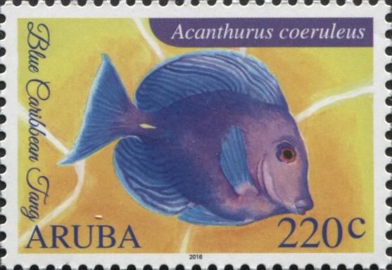 Blue Tang (Acanthurus coeruleus)