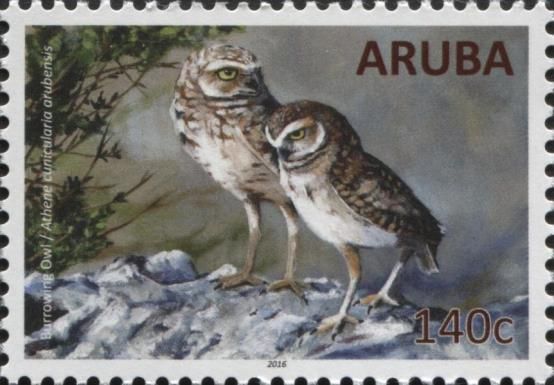 Burrowing Owl (Athene cunicularia arubensis)