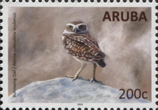 Burrowing Owl (Athene cunicularia arubensis)