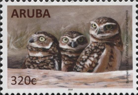 Burrowing Owl (Athene cunicularia arubensis)