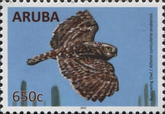 Burrowing Owl (Athene cunicularia arubensis)
