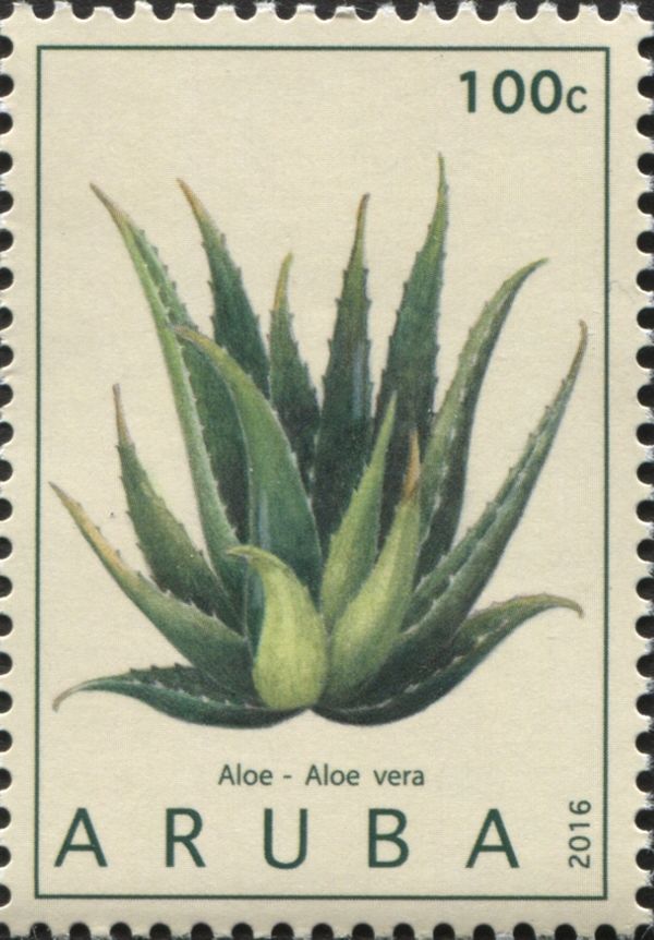 Aloe (Aloe vera)
