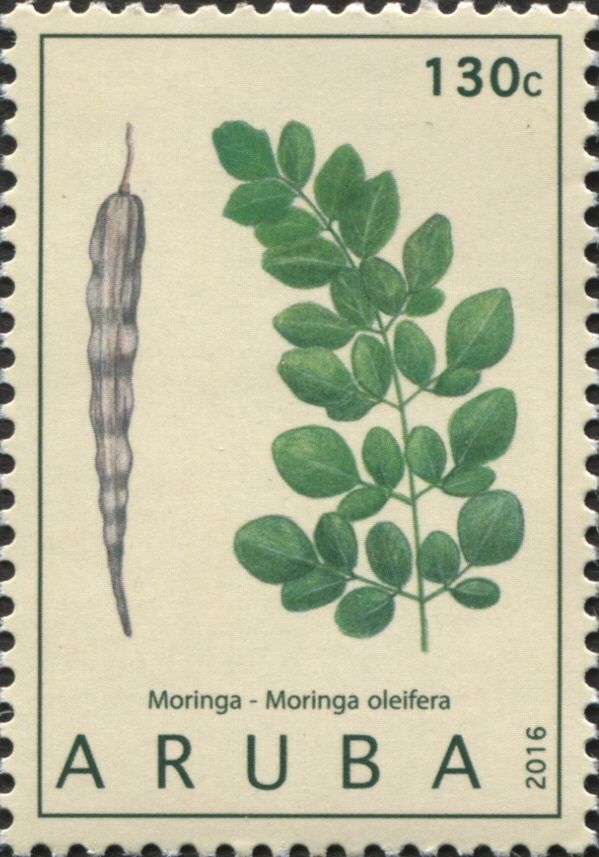 Moringa (Moringa oleifera)