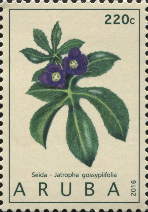 Seida (Jathropa gossypiifolia)