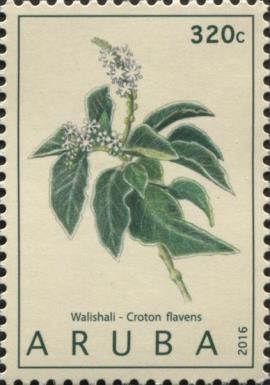 Walishali (Croton flavens)