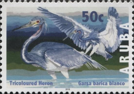 Tricoloured Heron (Egretta tricolor)