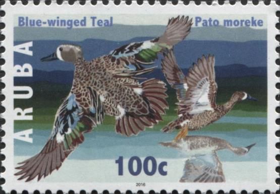 Blue-winged Teal (Spatula discors)
