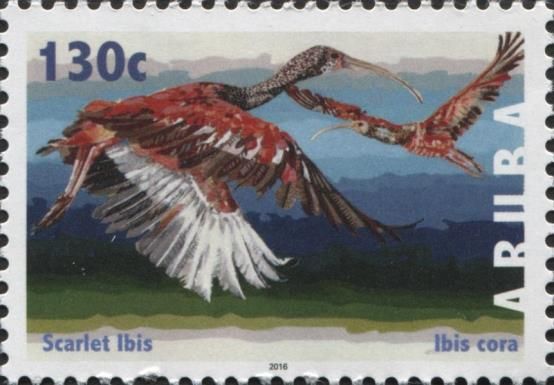 Scarlet Ibis (Eudocimus ruber)