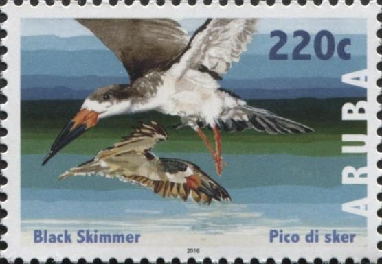 Black Skimmer (Rynchops niger)