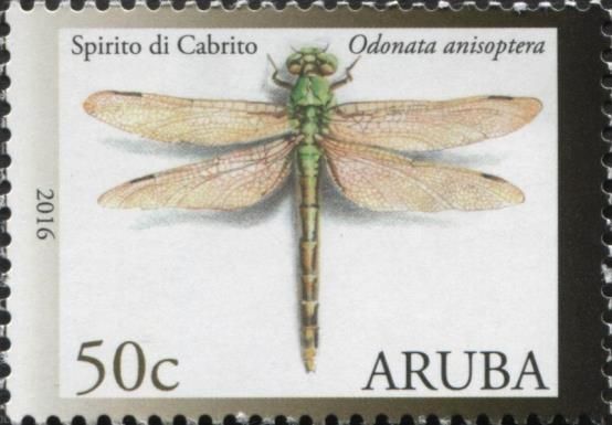 Dragonfly (Odonata anisoptera)