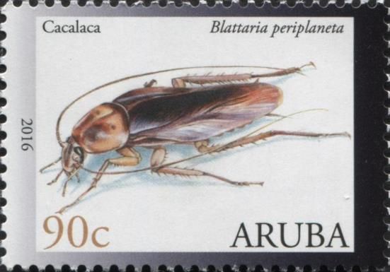 Cockroach (Blattaria periplaneta)