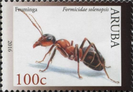 Ant (Formicidae solenopsis)