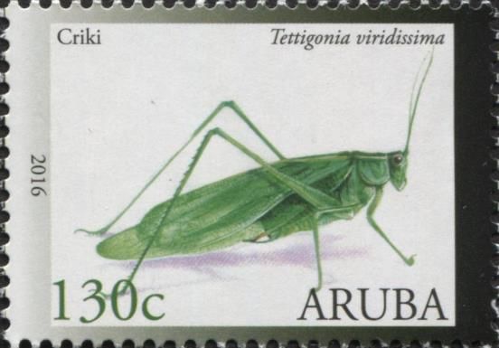 Cricket (Tettigonia viridissima)