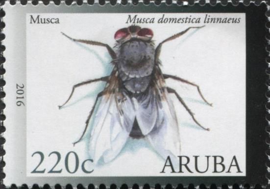 Housefly (Musca domestica)