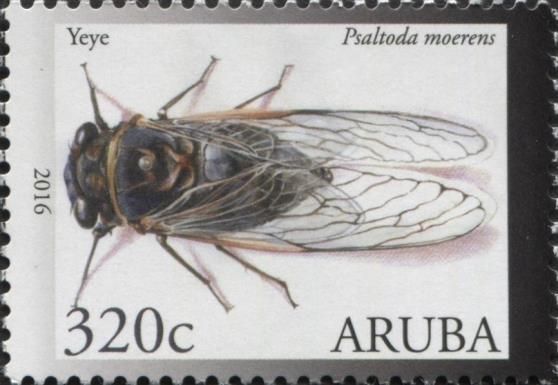Cicada (Psaltoda moerens)