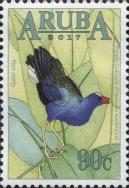 Purple Gallinule (Porphyrio martinicus)