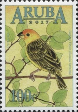 Saffron Finch (Sicalis flaveola)