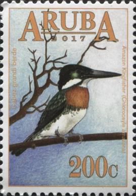 Amazon Kingfisher (Chloroceryle amazona)