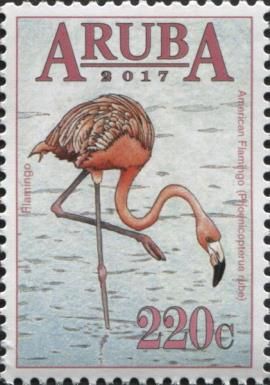 American Flamingo (Phoenicopterus ruber)