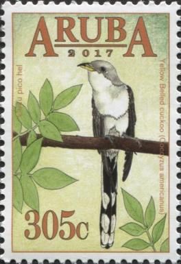 Yellow-Billed Cuckoo (Coccyzus americanus)