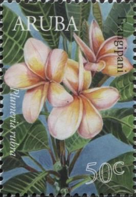 Frangipani (Plumeria rubra)