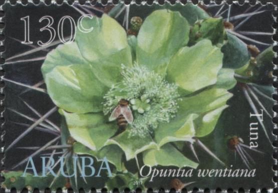 Tuna (Opuntia wentiana)