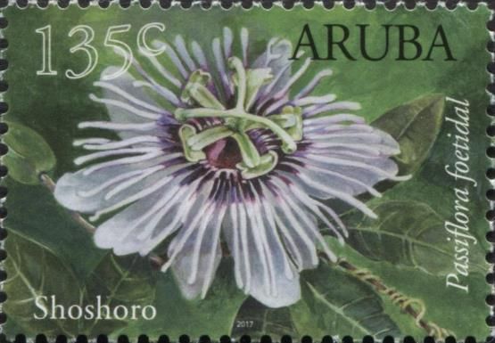 Shoshoro (Passiflora foetida)