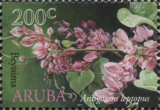 Beyisima (Antigonon leptopus)