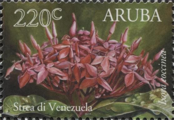 Strea di Venezuela (Ixodia coccinea)