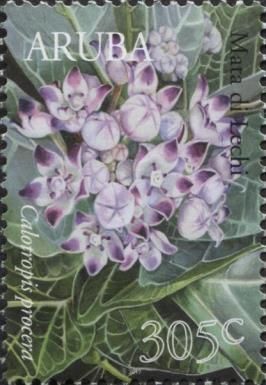 Mata di Lechi (Calotropis procera)