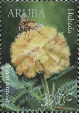 Hubada (Acacia tortuosa)