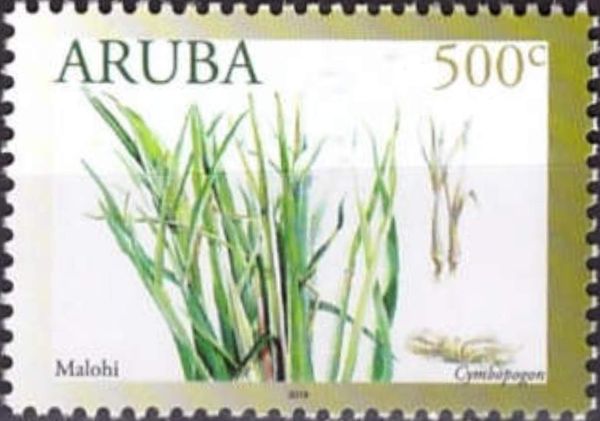 Lemongrass (Cymbopogon)