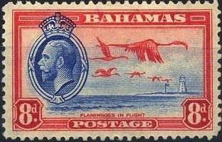 American Flamingo (Phoenicopterus ruber)