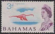 Caribbean Flamingo (Phoenicopterus ruber)