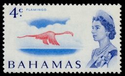 American Flamingo (Phoenicopterus ruber)