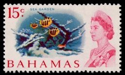 Sea Garden, Nassau - Sergeant Major (Abudefduf saxatilis)