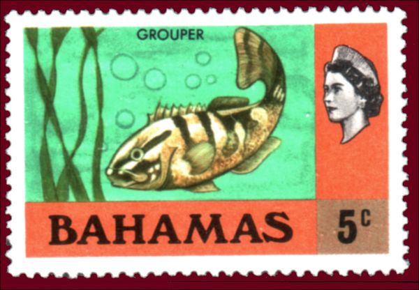 Nassau Grouper (Epinephelus striatus)