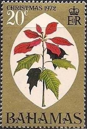 Poinsettia