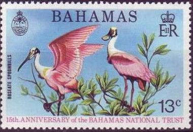Roseate Spoonbill (Platalea ajaja)