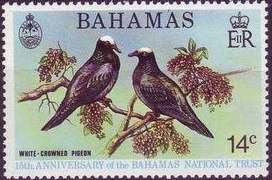 White-crowned Pigeon (Patagioenas leucocephala)