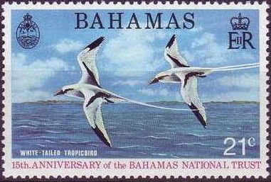 White-tailed Tropicbird (Phaethon lepturus)