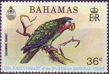 Bahamian Parrot (Amazona leucocephala bahamensis)