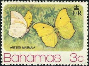 Yellow-angled Sulphur (Anteos maerula)