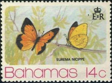 Sleepy Orange (Eurema nicippe)