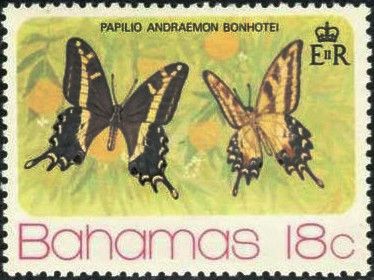 Bahaman Swallowtail (Papilio andraemon)