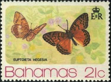 Mexican Fritillary (Euptoieta hegesia)
