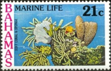 Soft Coral and Sponge