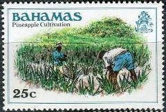 Pineapple Cultivation